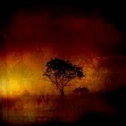 Au Sacre Des Nuits : Sui Caedere